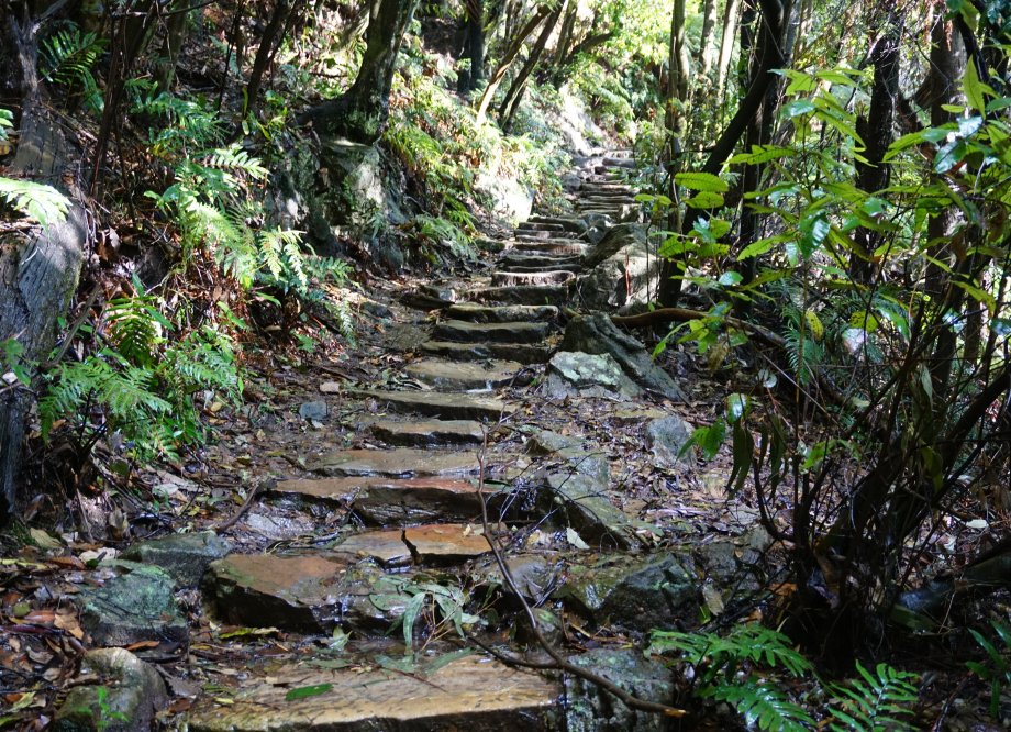 Stone steps rising through a forest with ferns